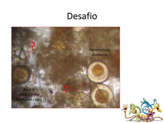 Desafio
Ascaris
lumbricoides
fértil com casca
?
? Hymenolepis
diminuta
 
