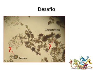 Desafio
Ancilostomídeo
Tenídeo
??
 