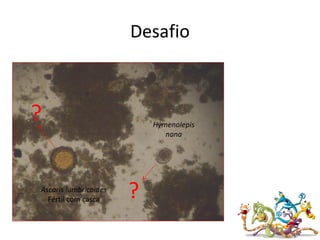 Desafio
Hymenolepis
nana
Ascaris lumbricoides
Fértil com casca ?
?
 