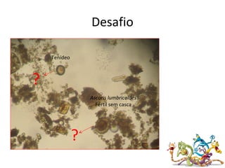 Desafio
Tenídeo
Ascaris lumbricoides
Fértil sem casca
?
?
 