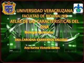 UNIVERSIDAD VERACRUZANA
      FACULTAD DE BIOANALISIS
ATLAS DE LAS CARACTERISTICAS DEL
              DNA
       Biología molecular
  DRA.CAROLINA BARRIENTOS SALCEDO

       Ana Karina Victorio cortes
 