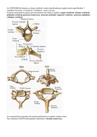 As VÉRTEBRAS formam a coluna vertebral e estão classificadas por região assim especificadas: 7
vertebras Cervicais, 12 torácicas, 5 lombares, sacro e cóccix.
Existem características gerais que encontramos em todas as regiões: corpo vertebral, forame vertebral,
pedículo vertebral, processo transverso, processo articular: superior e inferior, processo espinhoso
e lâmina vertebral.
As características regionais são aquelas pertinentes as regiões citadas acima:
Nas vértebras CERVICAIS podemos identificar o forame transverso,
 