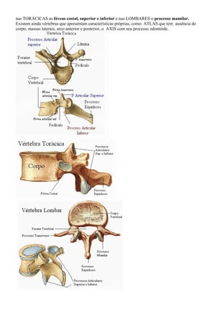 nas TORÁCICAS as fóveas costal, superior e inferior e nas LOMBARES o processo mamilar.
Existem ainda vértebras que apresentam características próprias, como: ATLAS que tem ausência de
corpo, massas laterais, arco anterior e posterior, o AXIS com seu processo odontóide.
 