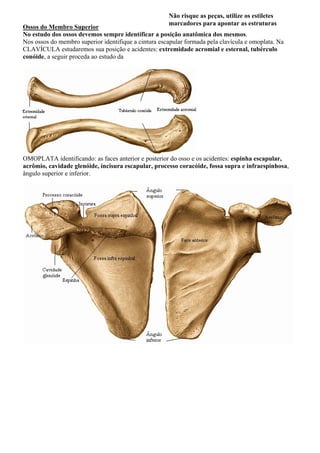 Não risque as peças, utilize os estiletes
marcadores para apontar as estruturas
Ossos do Membro Superior
No estudo dos ossos devemos sempre identificar a posição anatômica dos mesmos.
Nos ossos do membro superior identifique a cintura escapular formada pela clavícula e omoplata. Na
CLAVÍCULA estudaremos sua posição e acidentes: extremidade acromial e esternal, tubérculo
conóide, a seguir proceda ao estudo da
OMOPLATA identificando: as faces anterior e posterior do osso e os acidentes: espinha escapular,
acrômio, cavidade glenóide, incisura escapular, processo coracóide, fossa supra e infraespinhosa,
ângulo superior e inferior.
 