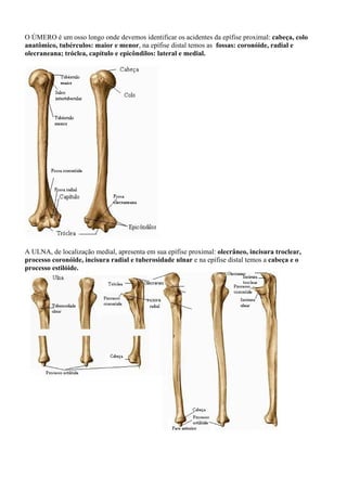 O ÚMERO é um osso longo onde devemos identificar os acidentes da epífise proximal: cabeça, colo
anatômico, tubérculos: maior e menor, na epífise distal temos as fossas: coronóide, radial e
olecraneana; tróclea, capítulo e epicôndilos: lateral e medial.
A ULNA, de localização medial, apresenta em sua epífise proximal: olecrâneo, incisura troclear,
processo coronóide, incisura radial e tuberosidade ulnar e na epífise distal temos a cabeça e o
processo estilóide.
 