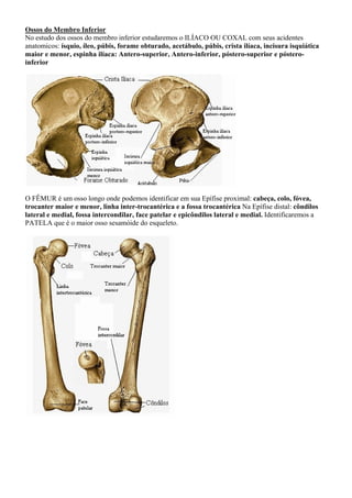 Ossos do Membro Inferior
No estudo dos ossos do membro inferior estudaremos o ILÍACO OU COXAL com seus acidentes
anatomicos: ísquio, íleo, púbis, forame obturado, acetábulo, púbis, crista ilíaca, incisura isquiática
maior e menor, espinha ilíaca: Antero-superior, Antero-inferior, póstero-superior e póstero-
inferior
O FÊMUR é um osso longo onde podemos identificar em sua Epífise proximal: cabeça, colo, fóvea,
trocanter maior e menor, linha inter-trocantérica e a fossa trocantérica Na Epífise distal: côndilos
lateral e medial, fossa intercondilar, face patelar e epicôndilos lateral e medial. Identificaremos a
PATELA que é o maior osso sesamóide do esqueleto.
 