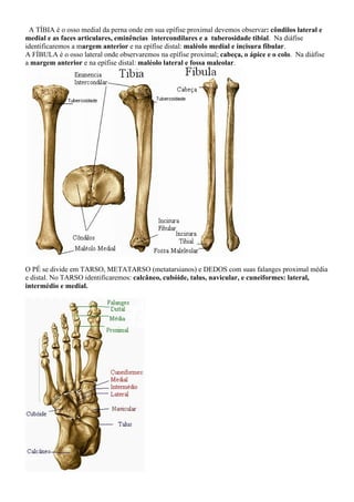 A TÍBIA é o osso medial da perna onde em sua epífise proximal devemos observar: côndilos lateral e
medial e as faces articulares, eminências intercondilares e a tuberosidade tibial. Na diáfise
identificaremos a margem anterior e na epífise distal: maléolo medial e incisura fibular.
A FÍBULA é o osso lateral onde observaremos na epífise proximal; cabeça, o ápice e o colo. Na diáfise
a margem anterior e na epífise distal: maléolo lateral e fossa maleolar.
O PÉ se divide em TARSO, METATARSO (metatarsianos) e DEDOS com suas falanges proximal média
e distal. No TARSO identificaremos: calcâneo, cubóide, talus, navicular, e cuneiformes: lateral,
intermédio e medial.
 