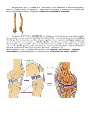 Nas junturas CARTILAGINOSAS, SINCONDROSES o tecido interposto é de natureza cartilaginosa e
podem ser: SINCONDROSE PRÓPRIAMENTE DITA, tendo como exemplo os discos epifisários e as SÍNFISES,
também chamadas de anfiartroses, encontradas nos discos intervertebrais e na sínfise púbica.
As junturas SINOVIAIS ou DIARTROSES são articulações móveis que permitem movimentos amplos.
Sua estrutura é complexa e devemos identificar: Cavidade articular - onde encontramos a sinóvia, membrana
sinovial que forra internamente a cavidade articular, superfícies ósseas articulares, cartilagem articular, que
reveste a superfície óssea articular e a cápsula articular. Nas diartroses devemos identificar formações
fibrocartilaginosas que são: Lábios (orlas ou rodetes) comumente encontrados na articulação escapulo-umeral
como é o caso do lábio glenoidal; discos, encontrados nas articulações cláviculo-esternal e temporo-mandibular, e
meniscos, encontrados nas articulações dos joelhos, descrevem a forma de meia lua.
Devemos identificar ainda os ligamentos extra-articulares como o ligamento colateral fibular e o ligamento
colateral tibial e os ligamentos presentes na cavidade articular: ligamento cruzado anterior e posterior.
 