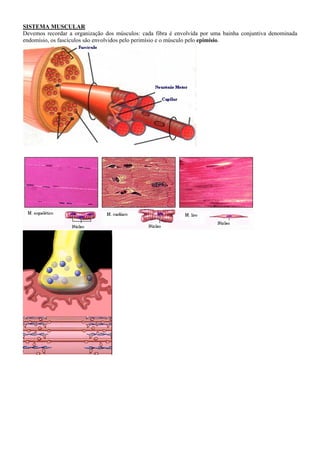 SISTEMA MUSCULAR
Devemos recordar a organização dos músculos: cada fibra é envolvida por uma bainha conjuntiva denominada
endomísio, os fascículos são envolvidos pelo perimísio e o músculo pelo epimísio.
 
