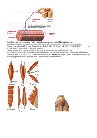 Identificar a porção carnosa ou ventre e a tendinosa que pode ser tendão e aponeurose.
Identificar o músculo em relação ao número de ventre: univentre, digástrico e poliventre ou poligástrico.
Quanto à inserção das fibras musculares pode ser: PARALELA OU CABO A CABO, FUSIFORME ou
PENIFORMES que podem ser uni ou bi penados.
Quanto ao número de cabeças os músculos podem ser uníceps, bíceps, tríceps e quadríceps.
Em relação ao número de caudas (porção distal) podem ser unicaudados, bicaudados, tricaudados e policaudados.
Dentre os ANEXOS MUSCULARES podemos identificar a Fáscia que é uma Bainha de tecido conjuntivo que
envolve grupos musculares protegendo-os e direcionando seus movimentos.
 