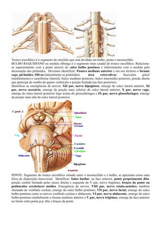 Tronco encefálico é o segmento do encéfalo que está dividido em bulbo, ponte e mesencéfalo.
BULBO RAQUIDIANO ou medula oblonga é o segmento mais caudal do tronco encefálico. Relaciona-
se superiormente com a ponte através do sulco bulbo pontíneo e inferiormente com a medula pela
decussação das pirâmides. Devemos identificar: Fissura mediana anterior e em seu término o forame
cego, pirâmides, Olivas (lateralmente as pirâmides) área retro-olivar, fascículos grácil
(medialmente) e cuneiforme (lateral), Sulco mediano posterior, Sulco intermédio posterior, porção aberta
que participa do soalho do quarto ventrículo e porção fechada (na face posterior).
Identificar as emergências de nervos: XII par, nervo hipoglosso, emerge do sulco lateral anterior, XI
par, nervo acessório, emerge da porção mais inferior do sulco lateral anterior, X par, nervo vago,
emerge do sulco lateral posterior logo acima do glossofaríngeo e IX par, nervo glossofaríngeo, emerge
da porção mais alta do sulco lateral posterior.
PONTE: Segmento do tronco encefálico situado entre o mesencéfalo e o bulbo, se apresenta como uma
faixa de disposição transversal. Identificar: Sulco basilar, na face anterior, ponte propriamente dita,
porção central limitada pelas raízes direita e esquerda do V par, nervo trigêmeo, braços da ponte ou
pedúnculos cerebelares médios. Emergência de nervos: VIII par, nervo estato-acústico, também
chamado de vestíbulo coclear, emerge do sulco bulbo pontíneo, VII par, nervo facial, emerge do sulco
bulbo-pontíneo entre os nervos vestíbulo coclear e abducente, VI par, nervo abducente, emerge do sulco
bulbo-pontíneo medialmente a fissura mediana anterior e V par, nervo trigêmeo, emerge da face anterior
no limite entre ponte p.p. dita e braços da ponte.
 