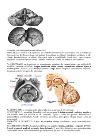 O cérebro é dividido em diencéfalo e telencéfalo.
DIENCÉFALO, delimita o III ventrículo ou cavidade diencefálica que se comunica com os ventrículos
laterais através dos forames inter-ventriculares, é constituído por tálamo, hipotálamo, epitálamo, e sub-
tálamo. Funcionalmente, o tálamo relaciona-se com a sensibilidade, motricidade, comportamento
emocional e com a ativação do córtex. Devemos identificar o tálamo e a aderência inter-talâmica
No HIPOTÁLAMO que é composto por estruturas que participam das paredes laterais e do soalho do III
ventrículo, devemos identificar: Corpos mamilares, túber cinéreo, Infundíbulo, quiasma óptico e
tractos ópticos. No EPITÁLAMO identificaremos: Corpo pineal ou epífise, comissura das habênulas,
comissura posterior e trígono das habênulas.
No SUBTÁLAMO as estruturas estão relacionadas com as paredes do III ventrículo
III VENTRÍCULO é a cavidade diencefálica onde encontramos: Lâmina terminal, comissura anterior e
tela corióide além dos recessos do III ventrículo: Óptico - acima do quiasma, Infundibular -
correspondente ao infundíbulo, Pineal - no interior da haste do corpo pineal e Supra pineal - acima do
corpo pineal.
EMERGÊNCIA DE NERVOS: II par, nervo óptico, emerge lateralmente a cada corpo geniculado
lateral.
HEMISFÉRIOS CEREBRAIS, cada hemisfério possui os pólos: frontal, occipital, e temporal. LOBOS:
frontal, temporal, parietal, occiptal e lobo da insula. A superfície do cérebro apresenta depressões
denominadas sulcos, muito inconstantes, que delimitam os giros ou circunvoluções cerebrais.
 