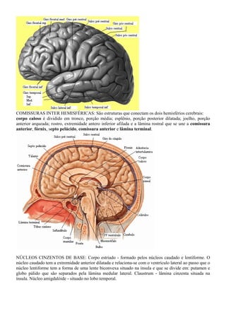 COMISSURAS INTER HEMISFÉRICAS: São estruturas que conectam os dois hemisférios cerebrais:
corpo caloso é dividido em tronco, porção média; esplênio, porção posterior dilatada; joelho, porção
anterior arqueada; rostro, extremidade antero inferior afilada e a lâmina rostral que se une a comissura
anterior, fórnix, septo pelúcido, comissura anterior e lâmina terminal.
NÚCLEOS CINZENTOS DE BASE: Corpo estriado - formado pelos núcleos caudado e lentiforme. O
núcleo caudado tem a extremidade anterior dilatada e relaciona-se com o ventrículo lateral ao passo que o
núcleo lentiforme tem a forma de uma lente biconvexa situado na ínsula e que se divide em: putamen e
globo pálido que são separados pela lâmina medular lateral. Claustrum - lâmina cinzenta situada na
ínsula. Núcleo amigdalóide - situado no lobo temporal.
 