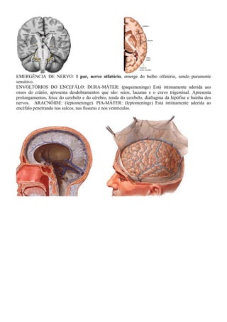 EMERGÊNCIA DE NERVO: I par, nervo olfatório, emerge do bulbo olfatório, sendo puramente
sensitivo.
ENVOLTÓRIOS DO ENCEFÁLO: DURA-MÁTER: (paquimeninge) Está intimamente aderida aos
ossos do crânio, apresenta desdobramentos que são: seios, lacunas e o cravo trigeminal. Apresenta
prolongamentos, foice do cerebelo e do cérebro, tenda do cerebelo, diafragma da hipófise e bainha dos
nervos. ARACNÓIDE: (leptomeninge). PIA-MÁTER: (leptomeninge) Está intimamente aderida ao
encéfalo penetrando nos sulcos, nas fissuras e nos ventrículos.
 