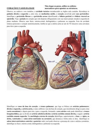 Não risque as peças, utilize os estiletes
marcadores para apontar as estruturas.
CORAÇÃO E VASOS DA BASE
Observe, no cadáver e nos modelos, a cavidade torácica reconhecendo os órgãos nela contidos. Reconheça os
pulmões direito e esquerdo e, entre eles, no mediastino médio, o coração envolvido pelo saco pericárdico:
identifique o pericárdio fibroso e o pericárdio seroso identificando o folheto parietal e o folheto visceral ou
epicárdio. Veja a posição do coração que está disposta obliquamente com sua maior porção situada à esquerda do
plano mediano. Observe suas faces: esterno-costal, diafragmática e pulmonar ou esquerda. Fora da cavidade
torácica posicione o coração anatomicamente, lembre-se que a artéria aorta ao sair do VE descreve uma curvatura
para trás e para a esquerda.
Identifique os vasos da base do coração: o tronco pulmonar, que logo se bifurca em artérias pulmonares:
direita e esquerda, a artéria aorta, o mais calibroso vaso da base do coração, que inicialmente dirige-se para cima
(aorta ascendente) e depois para trás e para a esquerda, formando o arco aórtico onde pode identificar o tronco
braquiocefálico, que se divide em artéria subclávia direita e artéria carótida comum direita, a seguir a artéria
carótida comum esquerda. Na morfologia externa do coração, identifique, superiormente, a base e o ápice, os
átrios, ventrículos e o sulco átrio-ventricular ou coronário, que demarca o limite entre os dois. Identifique os
sulcos interventriculares anterior e posterior onde você pode observar a presença de veias e artérias coronárias.
identifique as faces: esterno-costal, diafragmática e pulmonar ou esquerda.
 