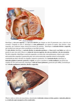 Identifique a veia cava superior e a veia cava inferior que chegam ao átrio D juntamente com o óstio do seio
coronário. Chegando ao átrio E identifique as veias pulmonares: em número de quatro, duas direitas e duas
esquerdas, que conduzem sangue arterial proveniente dos pulmões. Identifique as aurículas direita e esquerda,
que recebem esse nome por serem semelhantes ao pavilhão auricular.
No átrio direito identifique: a aurícula direita; os músculos pectíneos e a fossa oval e seu limbo que estão na
parede do septo inter-atrial. Observe os óstios da veia cava superior, da veia cava inferior e do seio coronário.
No átrio esquerdo, identifique a aurícula esquerda e os óstios das veias pulmonares; observe que o óstio
atrioventricular esquerdo é guarnecido pela valva atrioventricular esquerda (mitral ou bicúspide),
constituída por duas válvulas ou cúspides, (anterior e posterior). No ventrículo direito, identifique os
músculos papilares (anterior, posterior e septal), nos quais se prendem as cordas tendíneas, que partem das
cúspides da valva atrioventricular; identifique o óstio do tronco pulmonar, guarnecido pela valva, constituída por
três válvulas semilunares (anterior, direita e esquerda).
Observe ainda os relevos da musculatura, denominados trabéculas cárneas (cristas, pontes e músculos pilares);
e, a trabécula septo marginal ou feixe moderador.
 
