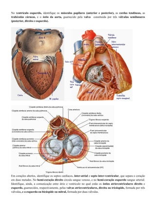 No ventrículo esquerdo, identifique os músculos papilares (anterior e posterior), as cordas tendíneas, as
trabéculas cárneas, e o óstio da aorta, guarnecido pela valva constituída por três válvulas semilunares
(posterior, direita e esquerda).
Em corações abertos, identifique os septos cardíacos, inter-atrial e septo inter-ventricular, que separa o coração
em duas metades. No hemi-coração direito circula sangue venoso, e no hemi-coração esquerdo sangue arterial.
Identifique, ainda, a comunicação entre átrio e ventriculo no qual estão os óstios atrioventriculares direito e
esquerdo, guarnecidos, respectivamente, pelas valvas atrioventriculares, direita ou tricúspide, formada por três
válvulas, e a esquerda ou bicúspide ou mitral, formada por duas válvulas.
 