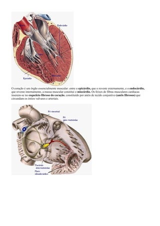 O coração é um órgão essencialmente muscular: entre o epicárdio, que o reveste externamente, e o endocárdio,
que reveste internamente, a massa muscular constitui o miocárdio. Os feixes de fibras musculares cardíacas
inserem-se no esqueleto fibroso do coração, constituído por anéis de tecido conjuntivo (anéis fibrosos) que
circundam os óstios valvares e arteriais.
 