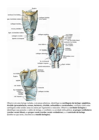 Observe em uma laringe isolada, e em peças plásticas, identifique as cartilagens da laringe: epiglótica,
tireóide (proeminência, cornos, incisura), cricóide, aritenóides e corniculadas; verifique como estas
cartilagens estão unidas umas às outras por ligamentos e músculos. Observe a cavidade laríngica e
identifique suas porções: o ádito da laringe, o vestíbulo e a cavidade infra-glótica; as pregas vestibulares
(cordas vocais falsas), as pregas vocais (cordas vocais verdadeiras), e o ventrículo da laringe
(lembre-se que neste, encontra-se a tonsila laríngica).
 
