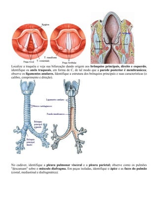 Localize a traquéia e veja sua bifurcação dando origem aos brônquios principais, direito e esquerdo,
identifique os anéis traqueais, em forma de C, de tal modo que a parede posterior é membranácea;
observe os ligamentos anulares. Identifique a estrutura dos brônquios principais e suas características (o
calibre, comprimento e direção).
No cadáver, identifique a pleura pulmonar visceral e a pleura parietal; observe como os pulmões
"descansam" sobre o músculo diafragma. Em peças isoladas, identifique o ápice e as faces do pulmão
(costal, mediastinal e diafragmática).
 