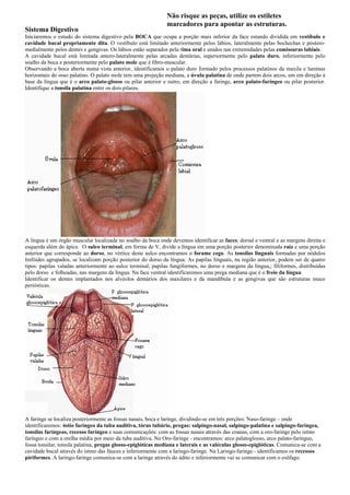 Não risque as peças, utilize os estiletes
marcadores para apontar as estruturas.
Sistema Digestivo
Iniciaremos o estudo do sistema digestivo pela BOCA que ocupa a porção mais inferior da face estando dividida em vestíbulo e
cavidade bucal propriamente dita. O vestíbulo está limitado anteriormente pelos lábios, lateralmente pelas bochechas e póstero-
medialmente pelos dentes e gengivas. Os lábios estão separados pela rima oral e unidos nas extremidades pelas comissuras labiais.
A cavidade bucal está limitada antero-lateralmente pelas arcadas dentárias, superiormente pelo palato duro, inferiormente pelo
soalho da boca e posteriormente pelo palato mole que é fibro-muscular.
Observando a boca aberta numa vista anterior, identificamos o palato duro formado pelos processos palatinos da maxila e laminas
horizontais do osso palatino. O palato mole tem uma projeção mediana, a úvula palatina de onde partem dois arcos, um em direção à
base da língua que é o arco palato-glosso ou pilar anterior e outro, em direção a faringe, arco palato-faríngeo ou pilar posterior.
Identifique a tonsila palatina entre os dois pilares.
A língua é um órgão muscular localizada no soalho da boca onde devemos identificar as faces: dorsal e ventral e as margens direita e
esquerda além do ápice. O sulco terminal, em forma de V, divide a língua em uma porção posterior denominada raiz e uma porção
anterior que corresponde ao dorso, no vértice deste sulco encontramos o forame cego. As tonsilas linguais formadas por nódulos
linfóides agrupados, se localizam porção posterior do dorso da língua. As papilas linguais, na região anterior, podem ser de quatro
tipos: papilas valadas anteriormente ao sulco terminal; papilas fungiformes, no dorso e margens da língua,; filiformes, distribuídas
pelo dorso e folheadas, nas margens da língua. Na face ventral identificaremos uma prega mediana que é o freio da língua.
Identificar os dentes implantados nos alvéolos dentários dos maxilares e da mandíbula e as gengivas que são estruturas muco
periósticas.
A faringe se localiza posteriormente as fossas nasais, boca e laringe, dividindo-se em três porções: Naso-faringe – onde
identificaremos: óstio faríngeo da tuba auditiva, tórus tubário, pregas: salpingo-nasal, salpingo-palatina e salpingo-faríngea,
tonsilas faríngeas, recesso faríngeo e suas comunicações: com as fossas nasais através das coanas, com a oro-faringe pelo istmo
faríngeo e com a orelha média por meio da tuba auditiva. No Oro-faringe - encontramos: arco palatoglosso, arco palato-faríngeo,
fossa tonsilar, tonsila palatina, pregas glosso-epiglóticas mediana e laterais e as valéculas glosso-epiglóticas. Comunica-se com a
cavidade bucal através do istmo das fauces e inferiormente com a laringo-faringe. Na Laringo-faringe - identificamos os recessos
piriformes. A laringo-faringe comunica-se com a laringe através do ádito e inferiormente vai se comunicar com o esôfago.
 