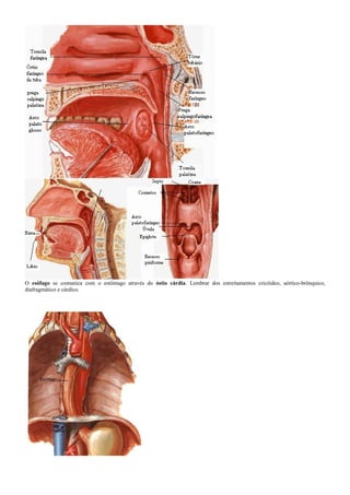 O esôfago se comunica com o estômago através do óstio cárdia. Lembrar dos estreitamentos cricóideo, aórtico-brônquico,
diafragmático e cárdico.
 