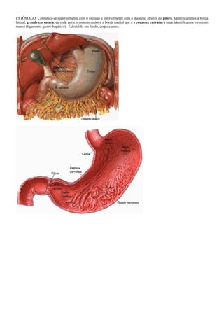 ESTÔMAGO: Comunica-se superiormente com o esôfago e inferiormente com o duodeno através do piloro. Identificaremos a borda
lateral, grande curvatura, de onde parte o omento maior e a borda medial que é a pequena curvatura onde identificamos o omento
menor (ligamento gastro-hepático). É dividido em fundo, corpo e antro.
 