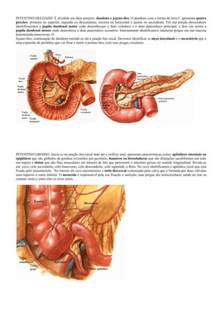 INTESTINO DELGADO: É dividido em duas porções: duodeno e jejuno-íleo. O duodeno com a forma da letra C apresenta quatro
porções: primeira ou superior, segunda ou descendente, terceira ou horizontal e quarta ou ascendente. Em sua porção descendente
identificaremos a papila duodenal maior onde desembocam o duto colédoco e o duto pancreático principal, e dois cm acima a
papila duodenal menor onde desemboca o duto pancreático acessório. Internamente identificamos inúmeras pregas em sua mucosa
denominada transversas. O
Jejuno-íleo, continuação do duodeno estende-se até a junção íleo cecal. Devemos identificar as alças intestinais e o mesentério que é
uma expansão de peritônio que vai fixar e nutrir o jenuno-íleo, com suas pregas circulares.
INTESTINO GROSSO: Inicia-se na junção íleo-cecal indo até o orifício anal, apresenta características como: apêndices omentais ou
epiplóicos que são glóbulos de gordura revestidos por peritônio, haustros ou bosseladuras que são dilatações saculiformes em todo
seu trajeto e tênias que são fitas musculares em número de três que percorrem o intestino grosso no sentido longitudinal. Divide-se
em: ceco, colo ascendente, colo transverso, colo descendente, colo sigmóide, e Reto. No ceco identificamos o apêndice cecal que está
fixado pelo mesenteríolo. No interior do ceco encontramos o óstio íleo-cecal contornado pela valva que é formada por duas válvulas
uma superior e outra inferior. O mesocolo é responsável pela sua fixação e nutrição, suas pregas são semicirculares sendo no reto as
colunas retais e entre elas os seios retais.
 