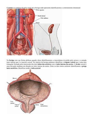 O ureter se continua da pelve renal até a bexiga onde apresenta identificaremos o estreitamento intramural.
Na bexiga com sua forma globosa quando cheia identificaremos a musculatura revestida pela serosa e a camada
mais interna que é a mucosa vesical. No interior da bexiga podemos identificar o trígono vesical que é uma área
triangular formada pela intercessão dos dois óstios dos ureteres com o óstio interno da uretra. A úvula vesical é
uma elevação mediana em direção ao óstio interno da uretra. Entre os dois óstios ureterais identificamos a prega
inter-uretérica. Identificar ainda o óstio uretral.
 