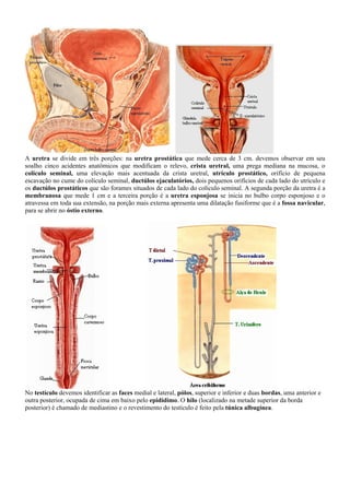 A uretra se divide em três porções: na uretra prostática que mede cerca de 3 cm. devemos observar em seu
soalho cinco acidentes anatômicos que modificam o relevo, crista uretral, uma prega mediana na mucosa, o
colículo seminal, uma elevação mais acentuada da crista uretral, utrículo prostático, orifício de pequena
escavação no cume do colículo seminal, ductúlos ejaculatórios, dois pequenos orifícios de cada lado do utrículo e
os ductúlos prostáticos que são forames situados de cada lado do colículo seminal. A segunda porção da uretra é a
membranosa que mede 1 cm e a terceira porção é a uretra esponjosa se inicia no bulbo corpo esponjoso e o
atravessa em toda sua extensão, na porção mais externa apresenta uma dilatação fusiforme que é a fossa navicular,
para se abrir no óstio externo.
No testículo devemos identificar as faces medial e lateral, pólos, superior e inferior e duas bordas, uma anterior e
outra posterior, ocupada de cima em baixo pelo epidídimo. O hilo (localizado na metade superior da borda
posterior) é chamado de mediastino e o revestimento do testículo é feito pela túnica albugínea.
 