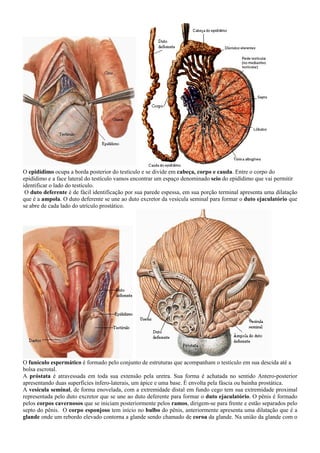 O epidídimo ocupa a borda posterior do testículo e se divide em cabeça, corpo e cauda. Entre o corpo do
epidídimo e a face lateral do testículo vamos encontrar um espaço denominado seio do epidídimo que vai permitir
identificar o lado do testículo.
O duto deferente é de fácil identificação por sua parede espessa, em sua porção terminal apresenta uma dilatação
que é a ampola. O duto deferente se une ao duto excretor da vesícula seminal para formar o duto ejaculatório que
se abre de cada lado do utrículo prostático.
O funículo espermático é formado pelo conjunto de estruturas que acompanham o testículo em sua descida até a
bolsa escrotal.
A próstata é atravessada em toda sua extensão pela uretra. Sua forma é achatada no sentido Antero-posterior
apresentando duas superfícies ínfero-laterais, um ápice e uma base. É envolta pela fáscia ou bainha prostática.
A vesícula seminal, de forma enovelada, com a extremidade distal em fundo cego tem sua extremidade proximal
representada pelo duto excretor que se une ao duto deferente para formar o duto ejaculatório. O pênis é formado
pelos corpos cavernosos que se iniciam posteriormente pelos ramos, dirigem-se para frente e estão separados pelo
septo do pênis. O corpo esponjoso tem início no bulbo do pênis, anteriormente apresenta uma dilatação que é a
glande onde um rebordo elevado contorna a glande sendo chamado de coroa da glande. Na união da glande com o
 