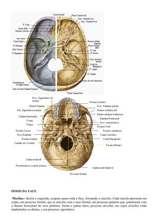 OSSOS DA FACE
Maxilas:- direita e esquerda, ocupam quase toda a face, formando o maxilar. Cada maxila apresenta um
corpo, um processo frontal, que se articula com o osso frontal, um processo palatino que, juntamente com
a lâmina horizontal do osso palatino, forma o palato duro; processo alveolar, em cujos alvéolos estão
implantados os dentes, e um processo zigomático.
 