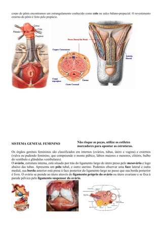 corpo do pênis encontramos um estrangulamento conhecido como colo ou sulco bálano-prepucial. O revestimento
externo do pênis é feito pelo prepúcio.
Não risque as peças, utilize os estiletes
marcadores para apontar as estruturas.
SISTEMA GENITAL FEMININO
Os órgãos genitais femininos são classificados em internos (ovários, tubas, útero e vagina) e externos
(vulva ou pudendo feminino, que compreende o monte púbico, lábios maiores e menores, clitóris, bulbo
do vestíbulo e glândulas vestibulares).
O ovário, estrutura interna, está situado por trás do ligamento largo do útero preso pelo mesovário e logo
abaixo das tubas. Apresenta um pólo tubal, e outro uterino. Podemos observar uma face lateral e outra
medial, sua borda anterior está presa à face posterior do ligamento largo ao passo que sua borda posterior
é livre. O ovário se prende ao útero através do ligamento próprio do ovário ou útero ovariano e se fixa à
parede pélvica pelo ligamento suspensor do ovário.
 
