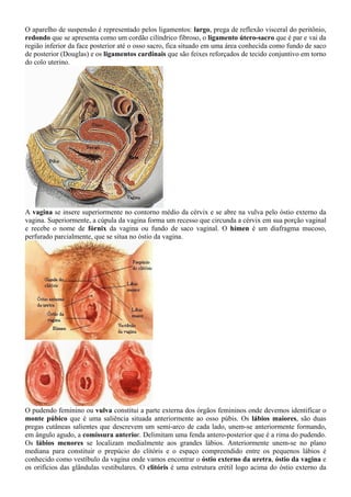 O aparelho de suspensão é representado pelos ligamentos: largo, prega de reflexão visceral do peritônio,
redondo que se apresenta como um cordão cilíndrico fibroso, o ligamento útero-sacro que é par e vai da
região inferior da face posterior até o osso sacro, fica situado em uma área conhecida como fundo de saco
de posterior (Douglas) e os ligamentos cardinais que são feixes reforçados de tecido conjuntivo em torno
do colo uterino.
A vagina se insere superiormente no contorno médio da cérvix e se abre na vulva pelo óstio externo da
vagina. Superiormente, a cúpula da vagina forma um recesso que circunda a cérvix em sua porção vaginal
e recebe o nome de fórnix da vagina ou fundo de saco vaginal. O hímen é um diafragma mucoso,
perfurado parcialmente, que se situa no óstio da vagina.
O pudendo feminino ou vulva constitui a parte externa dos órgãos femininos onde devemos identificar o
monte púbico que é uma saliência situada anteriormente ao osso púbis. Os lábios maiores, são duas
pregas cutâneas salientes que descrevem um semi-arco de cada lado, unem-se anteriormente formando,
em ângulo agudo, a comissura anterior. Delimitam uma fenda antero-posterior que é a rima do pudendo.
Os lábios menores se localizam medialmente aos grandes lábios. Anteriormente unem-se no plano
mediana para constituir o prepúcio do clitóris e o espaço compreendido entre os pequenos lábios é
conhecido como vestíbulo da vagina onde vamos encontrar o óstio externo da uretra, óstio da vagina e
os orifícios das glândulas vestibulares. O clitóris é uma estrutura erétil logo acima do óstio externo da
 