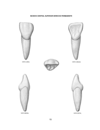 Atlas de anatomia dental   sam