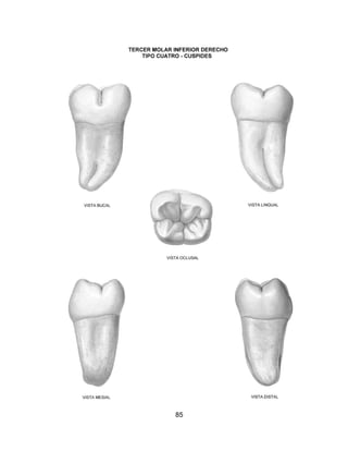 Atlas de anatomia dental   sam