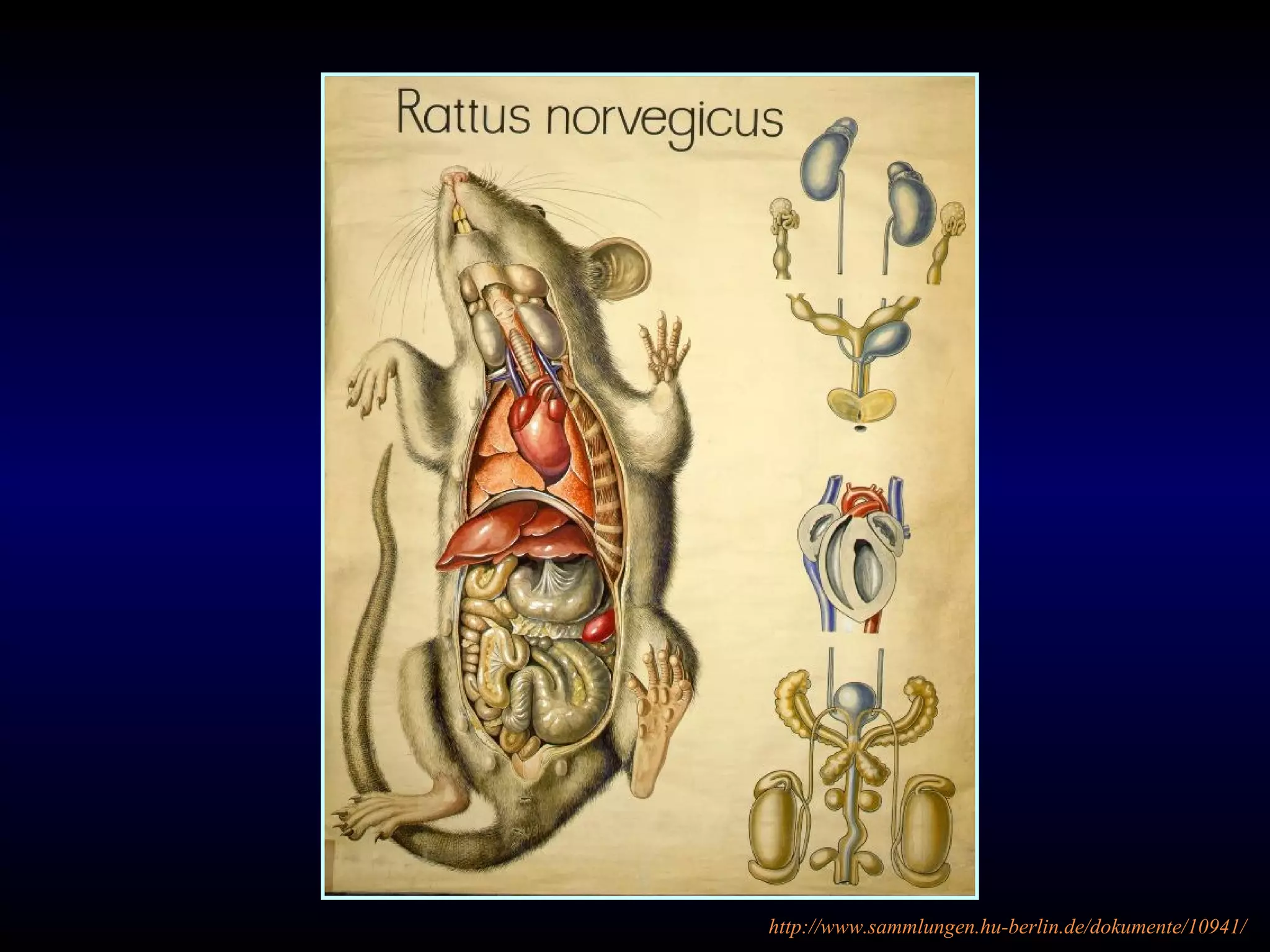Atlas de anatomia do rato | PPT