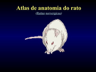Atlas de anatomia do rato
(Rattus norvergicus)
 