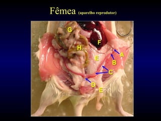 Fêmea (aparelho reprodutor)
 