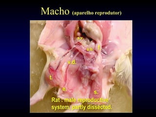 Macho (aparelho reprodutor)
 