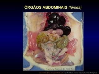 ÓRGÃOS ABDOMINAIS (fêmea)
http://mcb.berkeley.edu/courses/bio1a/Lab/ veja: Vertebrate Anatomy ou Reproduction & Development
 
