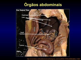Órgãos abdominais
http://umanitoba.ca/faculties/science/biological_sciences/BIOL1030/Lab4/biolab4_1.html
 
