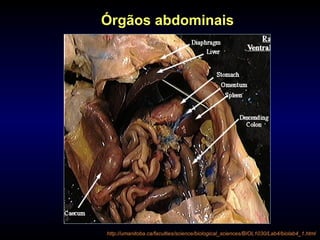 http://umanitoba.ca/faculties/science/biological_sciences/BIOL1030/Lab4/biolab4_1.html
Órgãos abdominais
 