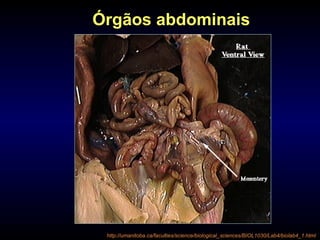 Órgãos abdominais
http://umanitoba.ca/faculties/science/biological_sciences/BIOL1030/Lab4/biolab4_1.html
 