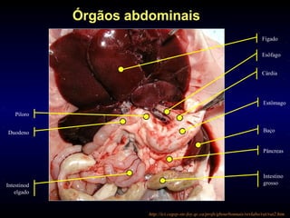 Fígado
Esôfago
Cárdia
Estômago
Órgãos abdominais
Pâncreas
Intestino
grossoIntestinod
elgado
Duodeno
Piloro
http://ici.cegep-ste-foy.qc.ca/profs/gbourbonnais/revlabo/rat/rat2.htm
Baço
 