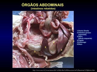 ÓRGÃOS ABDOMINAIS
(intestinos rebatidos)
http://www.nesc.k12.in.us/union/Mr.%20Sly/Rat%20Dissection/rat%20anatomy%20photos.htm
1.Ovário Direito
2.Intestino grosso
(sigmóide)
3.Útero
(lóbulo esquerdo)
4.Fígado
5.Estômago
6.Baço
1
2
3
6
4
5
 