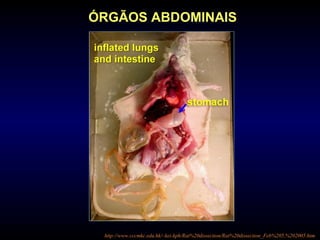 http://www.cccmkc.edu.hk/~kei-kph/Rat%20dissection/Rat%20dissection_Feb%205,%202005.htm
ÓRGÃOS ABDOMINAIS
 