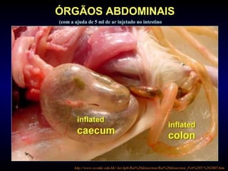 http://www.cccmkc.edu.hk/~kei-kph/Rat%20dissection/Rat%20dissection_Feb%205,%202005.htm
ÓRGÃOS ABDOMINAIS
(com a ajuda de 5 ml de ar injetado no intestino
 