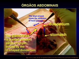 ÓRGÃOS ABDOMINAIS
http://www.cccmkc.edu.hk/~kei-kph/Rat%20dissection/Rat%20dissection_Feb%205,%202005.htm
 