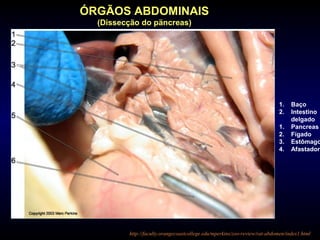 1. Baço
2. Intestino
delgado
1. Pancreas
2. Fígado
3. Estômago
4. Afastador
http://faculty.orangecoastcollege.edu/mperkins/zoo-review/rat-abdomen/index1.html
ÓRGÃOS ABDOMINAIS
(Dissecção do päncreas)
 
